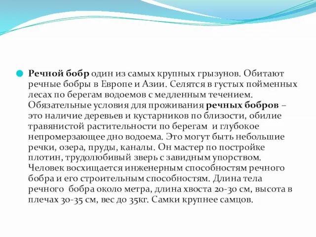 Речной бобр один из самых крупных грызунов. Обитают речные бобры в Европе