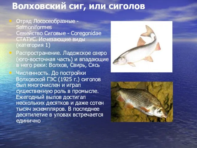 Волховский сиг, или сиголов Отряд Лососеобразные - Salmoniformes Семейство Сиговые - Сoregonidae