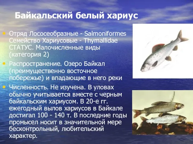 Байкальский белый хариус Отряд Лососеобразные - Salmoniformes Семейство Хариусовые - Thymallidae СТАТУС.