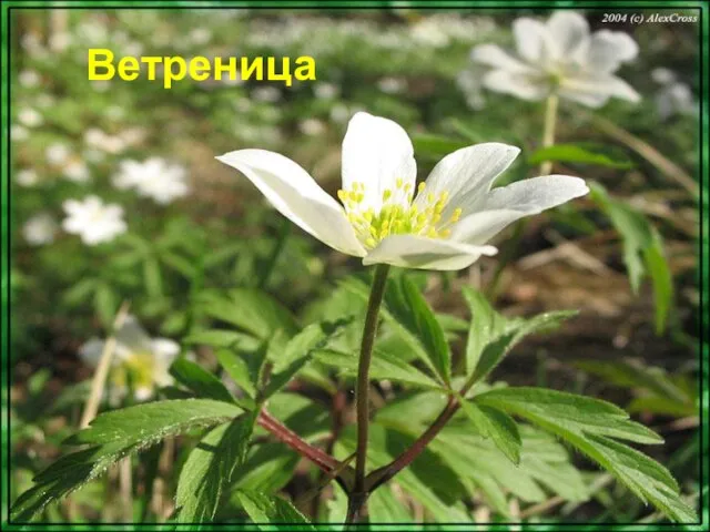 Ветреница