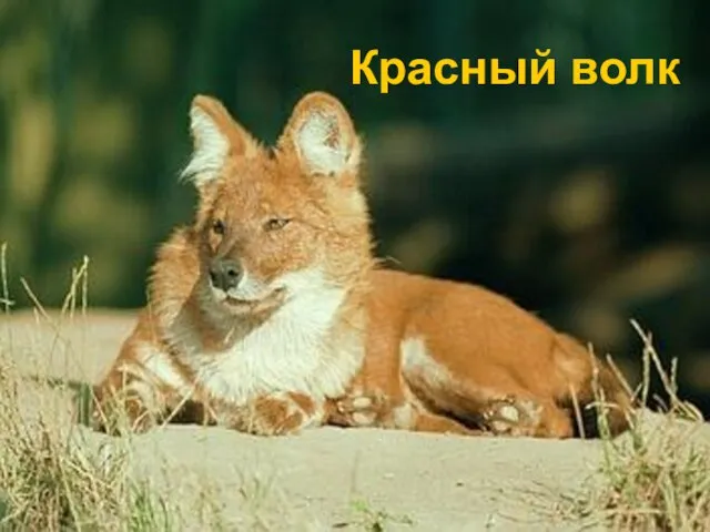 Красный волк