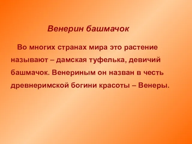 Во многих странах мира это растение называют – дамская туфелька, девичий башмачок.