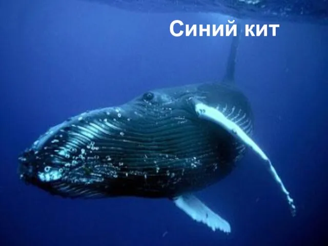 Синий кит