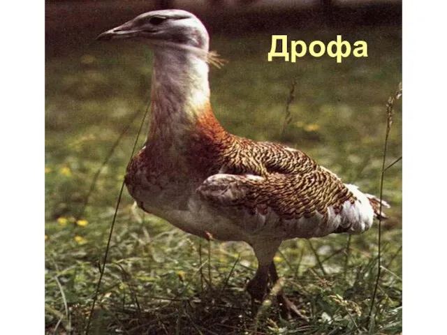 Дрофа