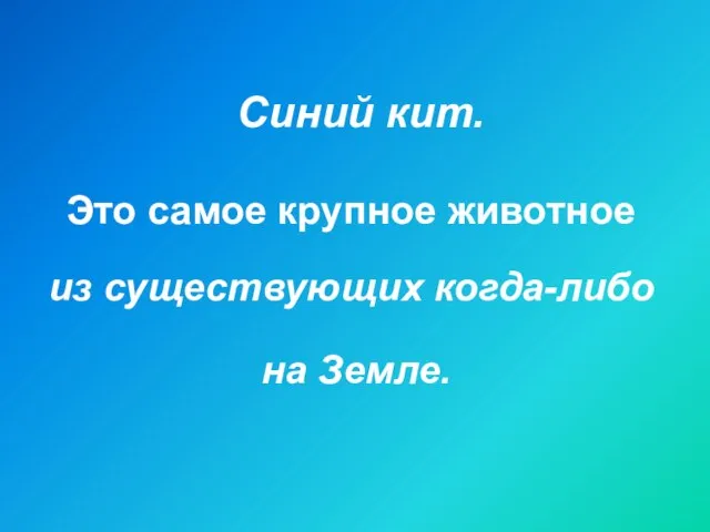 Синий кит. Это самое крупное животное из существующих когда-либо на Земле.