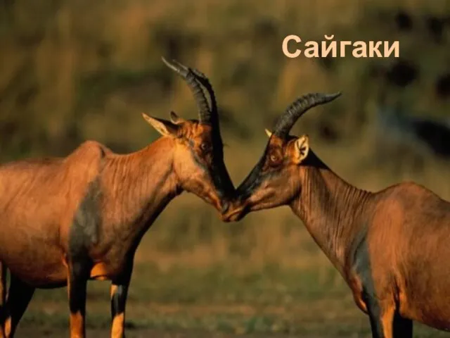 Сайгаки