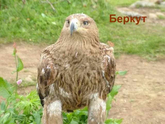 Беркут