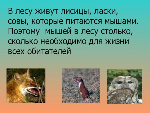 В лесу живут лисицы, ласки, совы, которые питаются мышами. Поэтому мышей в