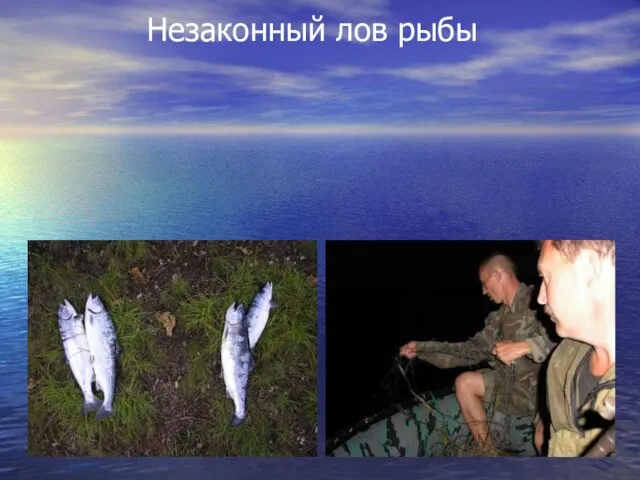 Незаконный лов рыбы