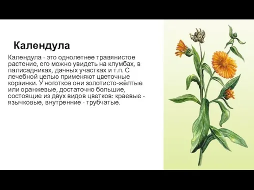 Календула Календула - это однолетнее травянистое растение, его можно увидеть на клумбах,