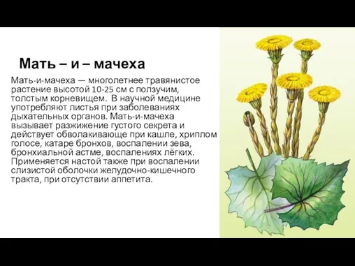 Мать – и – мачеха Мать-и-мачеха — многолетнее травянистое растение высотой 10-25