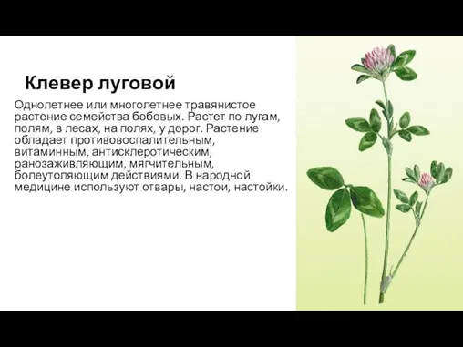 Клевер луговой Однолетнее или многолетнее травянистое растение семейства бобовых. Растет по лугам,