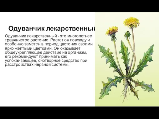 Одуванчик лекарственный Одуванчик лекарственный - это многолетнее травянистое растение. Растет он повсюду