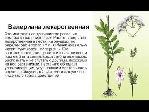 Валериана лекарственная Это многолетнее травянистое растение семейства валериановых. Растет валериана лекарственная в