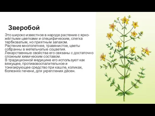 Зверобой Это широко известное в народе растение с ярко-жёлтыми цветками и специфическим,