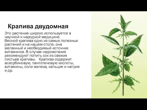 Крапива двудомная Это растение широко используется в научной и народной медицине. Весной