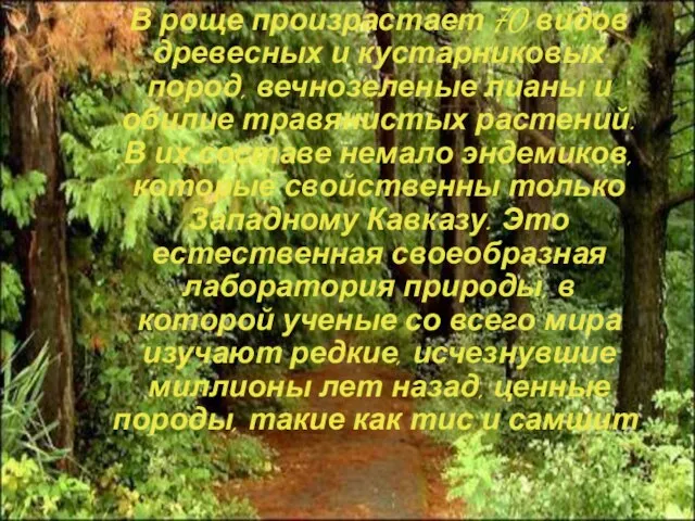 В роще произрастает 70 видов древесных и кустарниковых пород, вечнозеленые лианы и