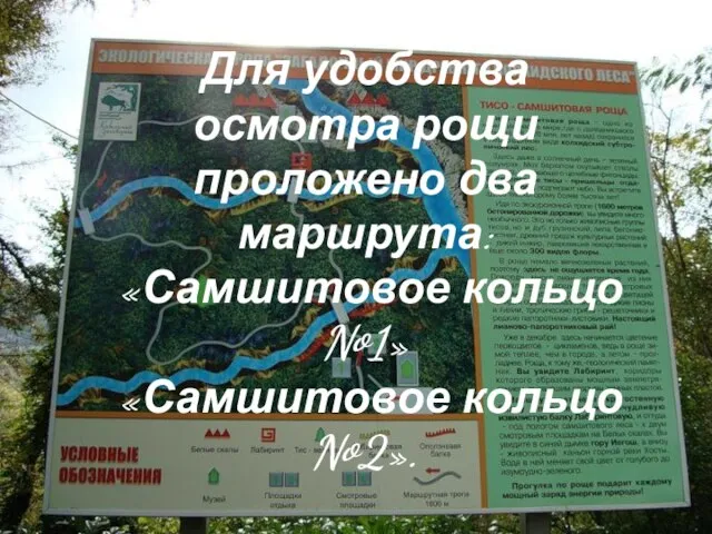 Для удобства осмотра рощи проложено два маршрута: «Самшитовое кольцо №1» «Самшитовое кольцо №2».