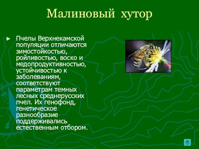 Малиновый хутор Пчелы Верхнекамской популяции отличаются зимостойкостью, ройливостью, воско и медопродуктивностью, устойчивостью