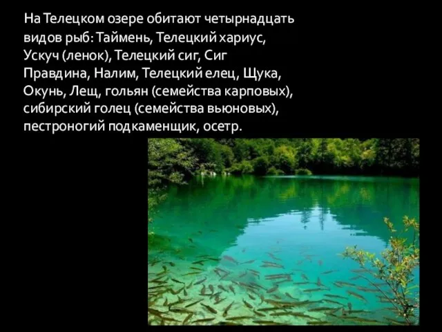 На Телецком озере обитают четырнадцать видов рыб: Таймень, Телецкий хариус, Ускуч (ленок),