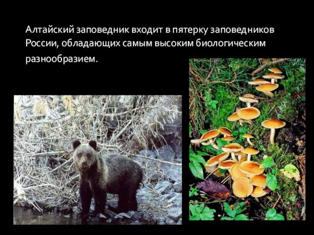 Алтайский заповедник входит в пятерку заповедников России, обладающих самым высоким биологическим разнообразием.