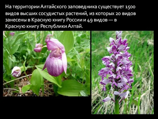 На территории Алтайского заповедника существует 1500 видов высших сосудистых растений, из которых