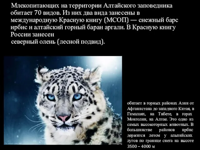 Млекопитающих на территории Алтайского заповедника обитает 70 видов. Из них два вида