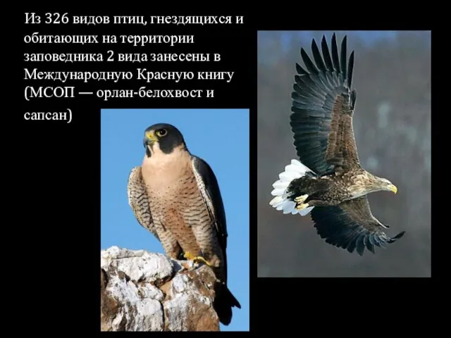 Из 326 видов птиц, гнездящихся и обитающих на территории заповедника 2 вида