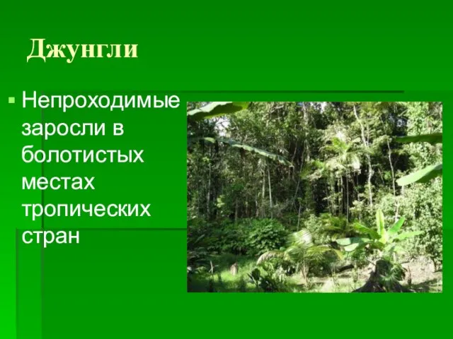 Джунгли Непроходимые заросли в болотистых местах тропических стран