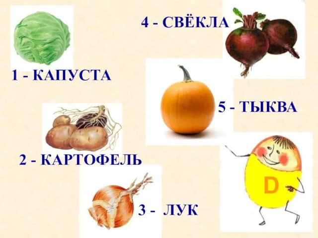 D 5 - ТЫКВА 4 - СВЁКЛА 3 - ЛУК 2 - КАРТОФЕЛЬ 1 - КАПУСТА