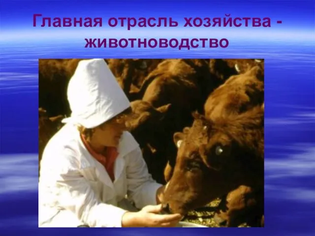 Главная отрасль хозяйства - животноводство