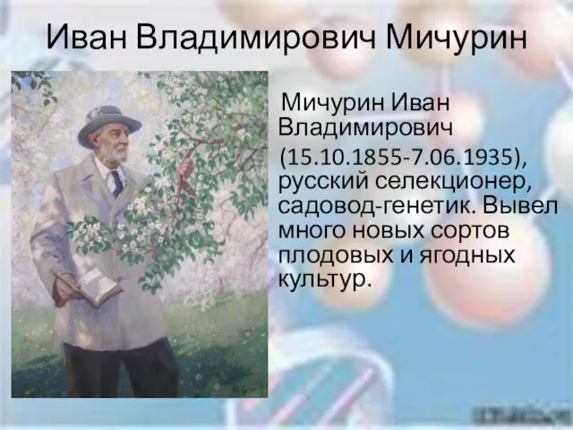 Иван Владимирович Мичурин Мичурин Иван Владимирович (15.10.1855-7.06.1935), русский селекционер, садовод-генетик. Вывел много