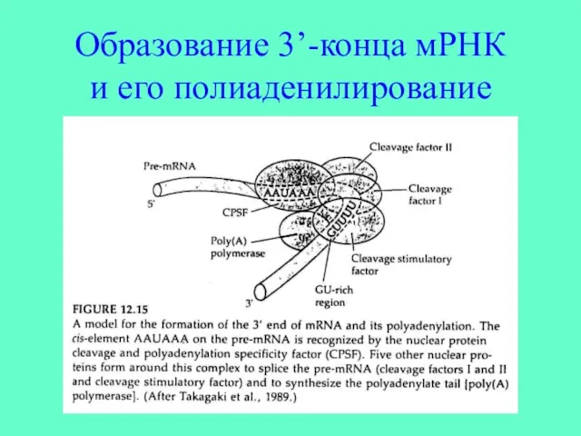 Образование 3’-конца мРНК и его полиаденилирование