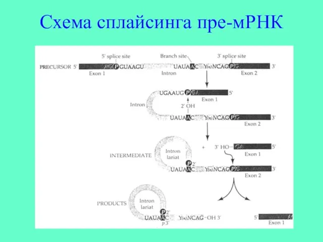Схема сплайсинга пре-мРНК