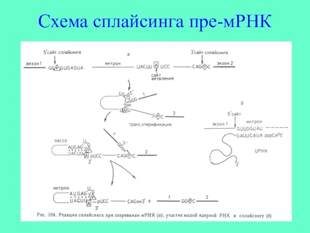 Схема сплайсинга пре-мРНК