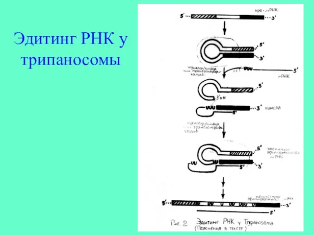 Эдитинг РНК у трипаносомы