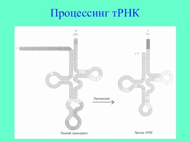 Процессинг тРНК