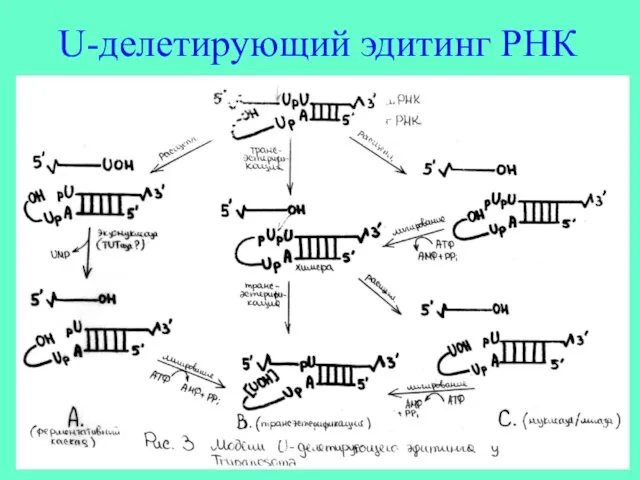 U-делетирующий эдитинг РНК