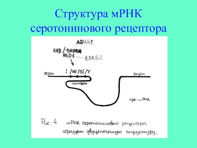 Структура мРНК серотонинового рецептора