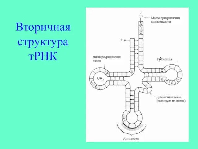 Вторичная структура тРНК