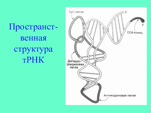 Пространст-венная структура тРНК