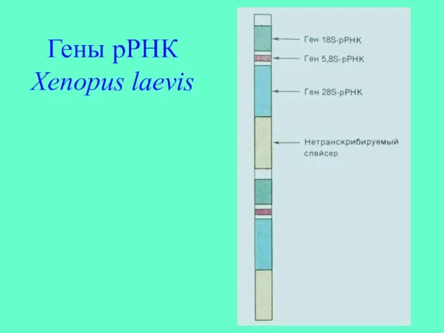 Гены рРНК Xenopus laevis