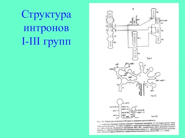 Структура интронов I-III групп