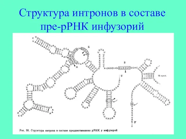 Структура интронов в составе пре-рРНК инфузорий