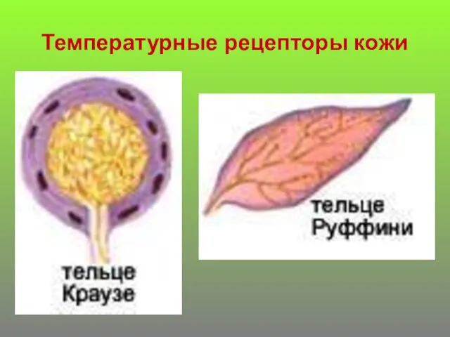 Температурные рецепторы кожи