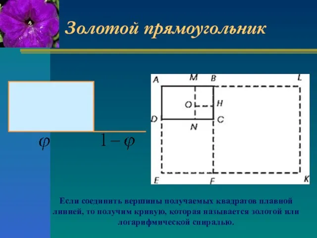 Золотой прямоугольник Если соединить вершины получаемых квадратов плавной линией, то получим кривую,