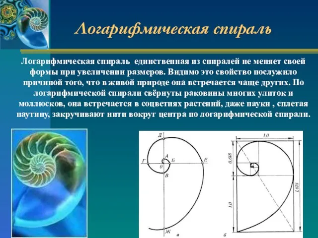 Логарифмическая спираль Логарифмическая спираль единственная из спиралей не меняет своей формы при