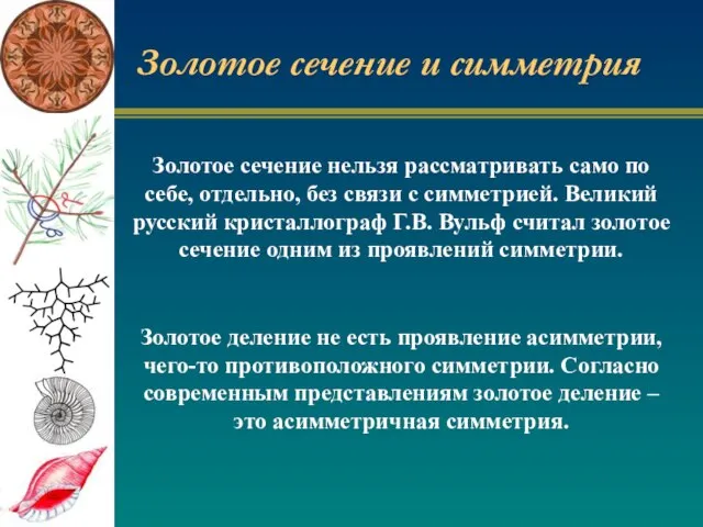 Золотое сечение и симметрия Золотое сечение нельзя рассматривать само по себе, отдельно,