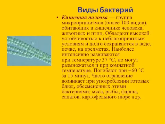 Виды бактерий Кишечная палочка — группа микроорганизмов (более 100 видов), обитающих в