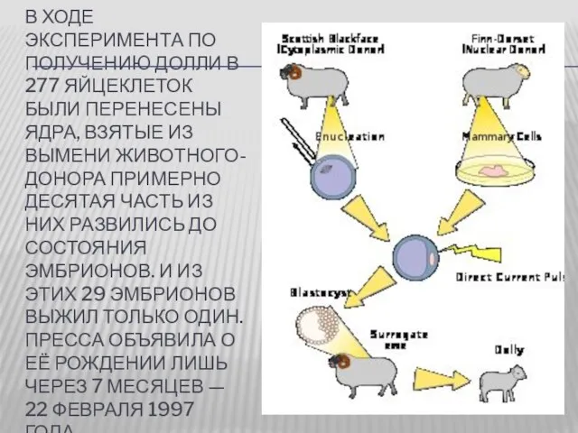 В ХОДЕ ЭКСПЕРИМЕНТА ПО ПОЛУЧЕНИЮ ДОЛЛИ В 277 ЯЙЦЕКЛЕТОК БЫЛИ ПЕРЕНЕСЕНЫ ЯДРА,